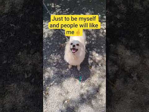 Do you like what you see? #foryou #petsrule #doggielife #trendingshorts #shortsviral