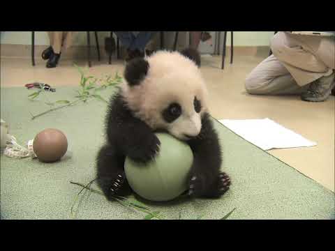 Giant Panda Cub Plays with Ball