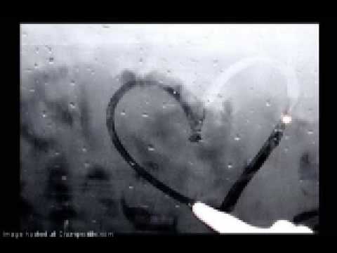 HONZA NEDVĚD - Kvetly louky