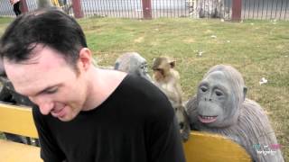 preview picture of video 'Lopburi Monkey Mischief Thailand'