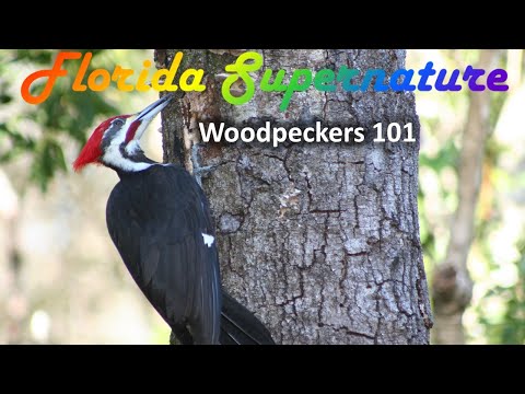 Woodpeckers 101