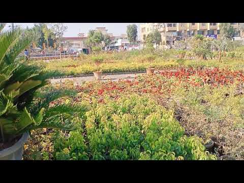 PLANTS FLOWER NURSERIES HYDERBAD MOOMAL TV
