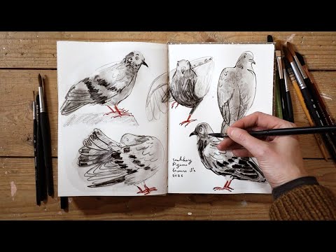 Let’s Sketch Pigeons Together | A Gentle Start to 2026