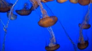 Dripping With Looks - Tito &amp; Tim