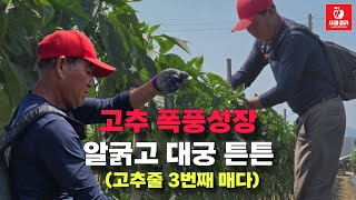 [고추재배] 또 폭풍 성장/열매는 굵고 대궁은 짱짱 ,3번째 고추 줄 / 주기적으로 계속 자주 따야돼요/노지…