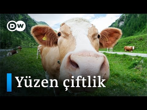 , title : 'Hollanda'da dünyanın ilk yüzer süt çiftliği kuruldu - DW Türkçe'