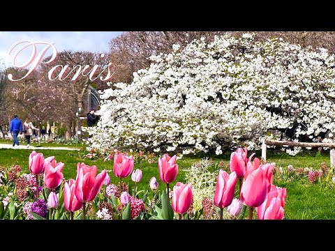 Um passeio em Paris em plena floração 🌸🌼Preciosa cerejeira ``Hakutae'' e lindos narcisos nos Jardins de Luxemburgo