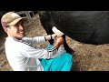 Indo Tirar Leite Das Vacas No Curral Família Veiga Jau E Tulio