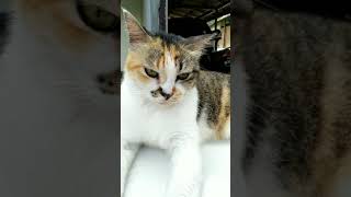 Download lagu Story WhatsApp || kehadiran cinta #shorts # katabijak mp3