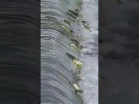 Wild Salmon - Upstream - Misc Originals