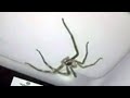 Australian Woman Spots Giant Spider In Her Car