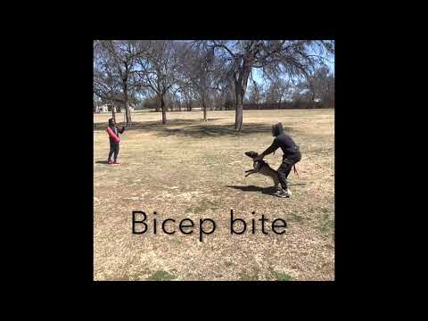 Optimal K9 Dog Obedience & Protection Training video.