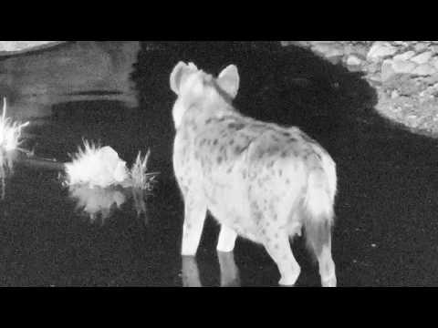 Djuma: Three Hyenas come for a drink - 19:50 - 09/14/18