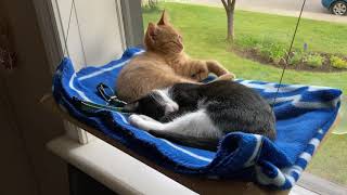 猫たちの朝は意外と早い。そして短い。英語字幕付き完全版