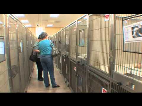 download lagu mp3 mp4 Ac Animal Shelter, download lagu Ac Animal Shelter gratis, unduh video klip Ac Animal Shelter