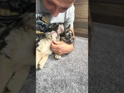 Video 4