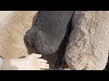 SHEEP BUTT Bouncing