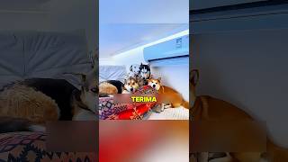 Download lagu Kicked Out by His Wife, This Man Builds a Paradise for His Dogs Instead! mp3