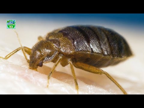 5 Effective Home Remedies To Get Rid Of Bed Bugs Fast