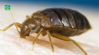 5 Effective Home Remedies To Get Rid Of Bed Bugs Fast
