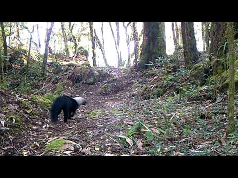 Give the gift of 10 cameras for wildcat footage