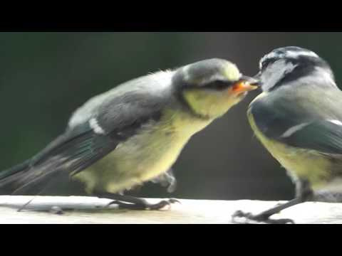 Small blue tit chicks - Blaumeisen  (Cyanistes caeruleus)