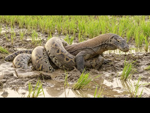King vs. King: Komodo Dragon's Deadly Battle with a Giant Python