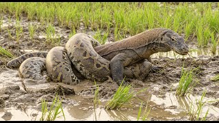 Download lagu King vs. King: Komodo Dragon's Deadly Battle with a Giant Python mp3