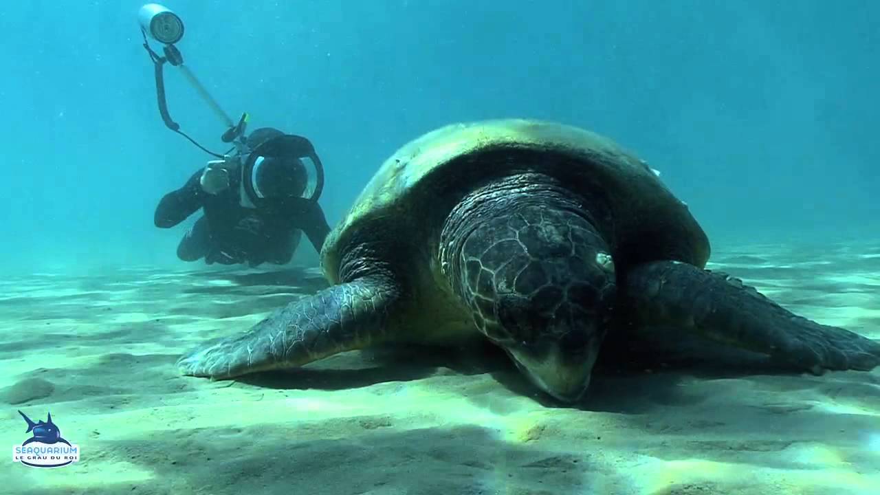 Expédition tortue marine Grèce PART 2