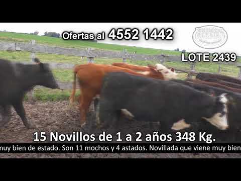 Lote 15 Novillos 1 a 2 años 8 AA c/  HE,  1 HE,  1 HE c/  RA y 5 AA. 348kg -  en Egaña - a 15 km de Rodó