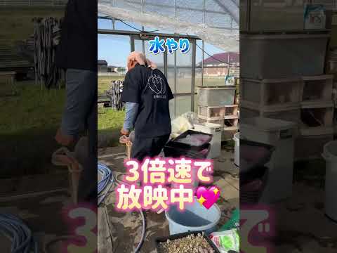 園芸 木のアエオニウム、木のキャベツ