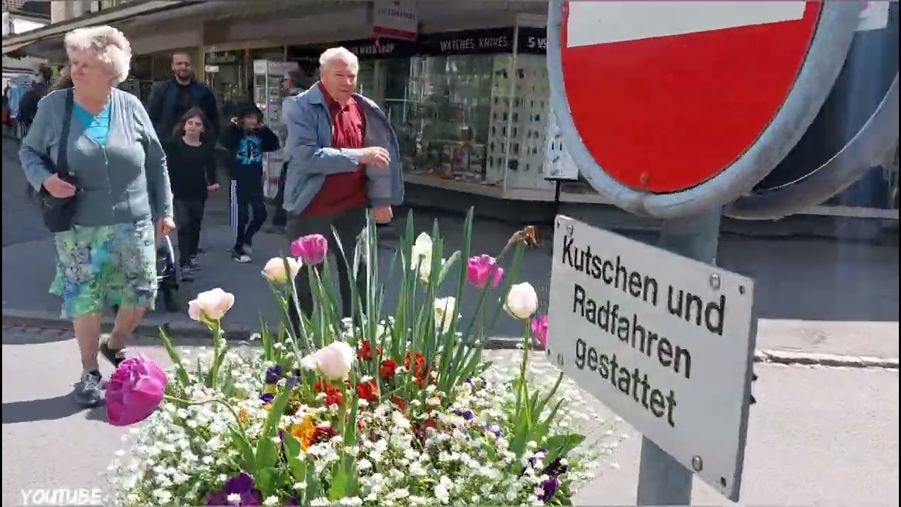 Interlaken’s Japanese Garden—where cherry blossoms and koi ponds create a picturesque escape.