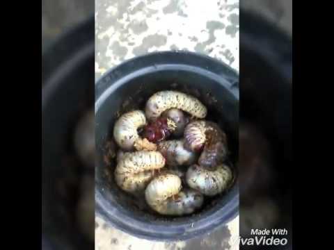 Lanalisi su tessuto helminths Farmaci per parassiti di ditta evalar