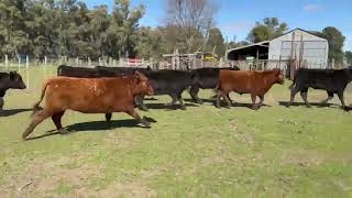 10 Novillitos de 250 kg - Grupo de Hacienda Cooperativo - Plaza Ganadera