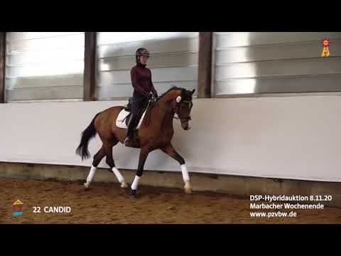 Trainingsimpressionen KN 22 CANDID  3-j. Hengst v. Conditus - Canto   *Marbacher Wochenende 2020*