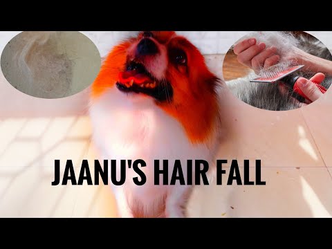Jaanu's Hair Fall 🙄🙄|| Dog Hair fall Problems 😳😳