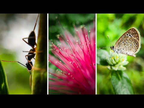 35 nature photography tricks with phone macro photography by photo walker