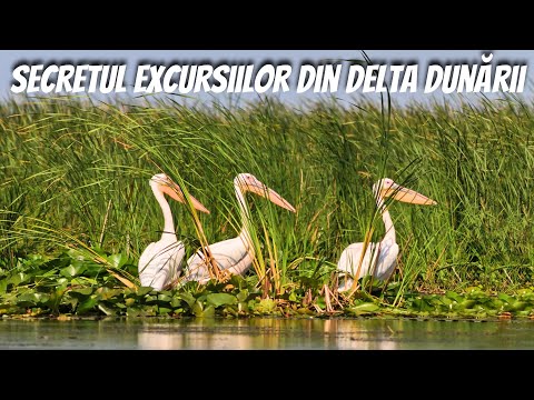 CEL MAI IMPORTANT în DELTA DUNĂRII este…