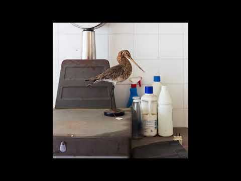 Wrong Assessment - SNGRVS [AWRY001]