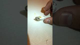 nascimento de um LAGARTO 🦎 #shorts