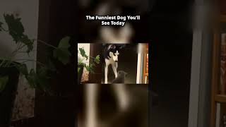 Download lagu Ranking Best Viral Dog Clips The Funniest Dog You'll See Today 🏅🐕 mp3