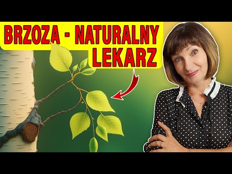 🍀 Młode LIŚCIE brzozy - OCZYSZCZANIE nerek. Odkryj sekretne właściwości LECZNICZE