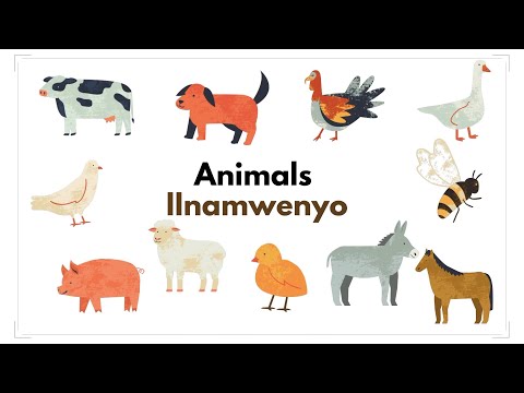 Animals | Iinamwenyo - Learn Oshiwambo - Oshindonga
