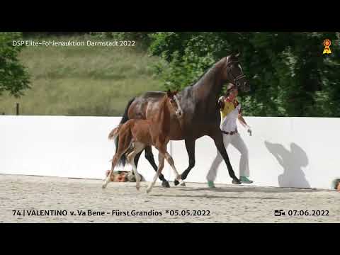 KN 74: Hengstfohlen v. Va Bene/Fürst Grandios