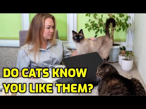 Do Cats Instinctively Know If You're A Cat Person?
