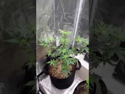 Week seven! An absolute explosion of flowering sites! Never grown and Autoflower before and they rea