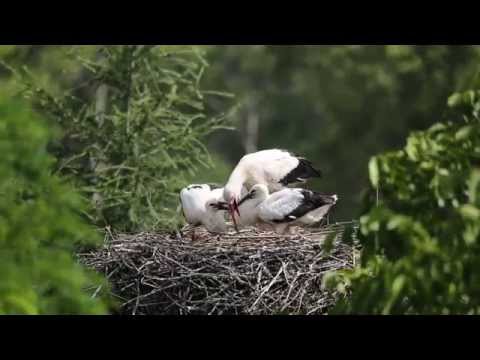Buty z koślawego u dzieci Rosnące kości palucha, że robią