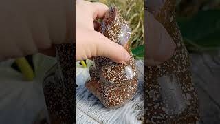 Jaspis oceán plamen 1190g