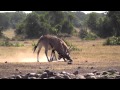 Oryx Fighting
