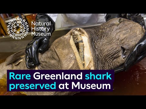 Rare Greenland shark specimen preserved at the Natural History Museum
